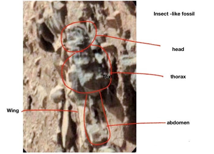 марсіанська комаха