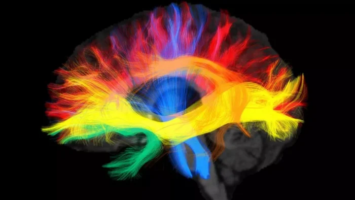 сканування мозку людини