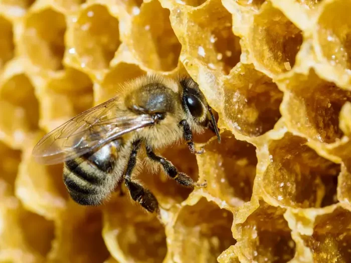 Як бджоли роблять мед